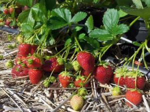 Клубника "ВИВАРА" ремонтантная (6 шт.)